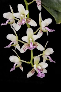 Vanda japonica</i> ‘Yalan’ HCC/AOS 78 pts.